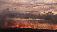 Kebakaran Gifford, yang dimulai pada Jumat (1/8) sore, sedang melanda lereng bukit yang tertutup semak belukar di Hutan Nasional Los Padres di Solvang, California. Hingga Senin (4/8), kebakaran hutan telah melanda lebih dari 65.000 hektar dan baru terkendali 3%, menurut Cal Fire. REUTERS/David Swanson