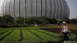 Kisah Perjuangan Petani Sayur di Tengah Modernisasi Kota