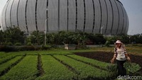 Di tengah gempuran pembangunan dan hiruk pikuk kota Jakarta, keberadaan ladang Pak Akim menjadi pengingat bahwa ketahanan pangan masih bergantung pada tangan-tangan sederhana seperti dirinya. Kisah Pak Akim adalah potret keteguhan dan keikhlasan seorang petani yang tak pernah lelah berjuang, meski di tengah perubahan zaman dan tekanan ekonomi.