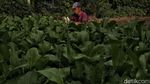 Kisah Perjuangan Petani Sayur di Tengah Modernisasi Kota