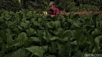 Awalnya, Pak Akim merupakan petani padi, mengikuti jejak kebanyakan petani di kampung halamannya. Namun, harga gabah yang tak stabil dan biaya produksi yang tinggi membuatnya terus merugi dari musim ke musim.