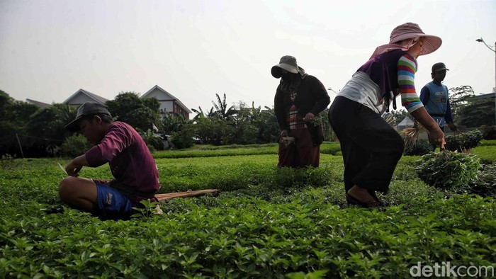 Kisah Perjuangan Petani Sayur di Tengah Modernisasi Kota Pak Akim bersama keluarganya memanen sayur kemangi dan sawi putih di kawasan Papanggo, Jakarta Utara, Selasa (5/8/2025).