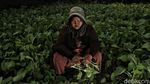 Kisah Perjuangan Petani Sayur di Tengah Modernisasi Kota