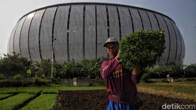 Kisah Perjuangan Petani Sayur di Tengah Modernisasi Kota