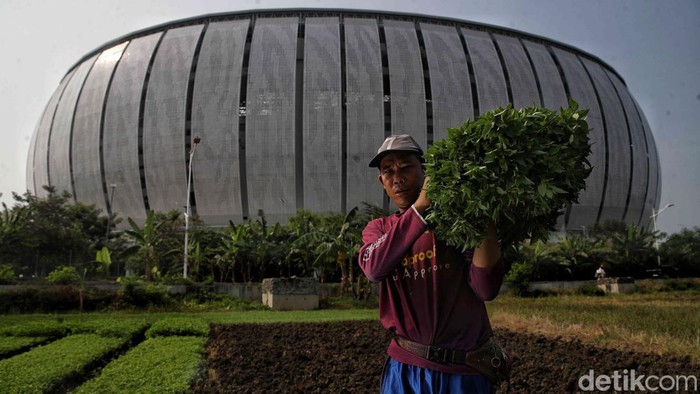 Kisah Perjuangan Petani Sayur di Tengah Modernisasi Kota Pak Akim bersama keluarganya memanen sayur kemangi dan sawi putih di kawasan Papanggo, Jakarta Utara, Selasa (5/8/2025).