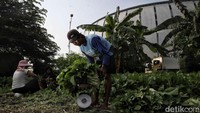 Pak Akim mengaku tak banyak berharap dari pemerintah. Baginya, cukup jika harga pupuk bisa dijaga agar tidak terus melonjak dan cuaca mendukung kelancaran kerja di ladang.