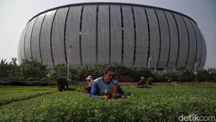Kisah Perjuangan Petani Sayur di Tengah Modernisasi Kota Pak Akim bersama keluarganya memanen sayur kemangi dan sawi putih di kawasan Papanggo, Jakarta Utara, Selasa (5/8/2025).