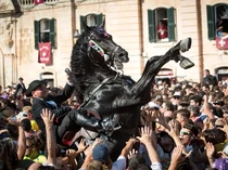 Aduh, Turis Kehilangan Jari gegara Digigit Kuda