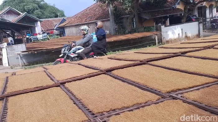 Pesepeda motor melintas ke Jalan Pasigaran di Tanjungsari, Kabupaten Sumedang, Jawa Barat. Di wilayah ini banyak petani yang mengolah daun tembakau menjadi tembakau molé.