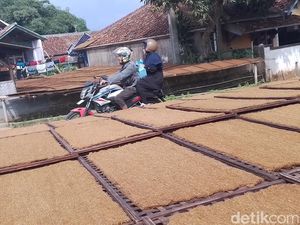 Tembakau Mole, Warisan Leluhur Sunda yang Tersimpan di Sasag Bambu