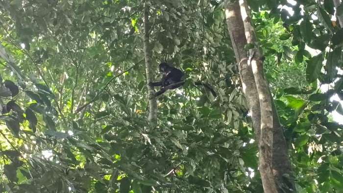 Petugas berusaha evakuasi lutung yang masuk ke pemukiman