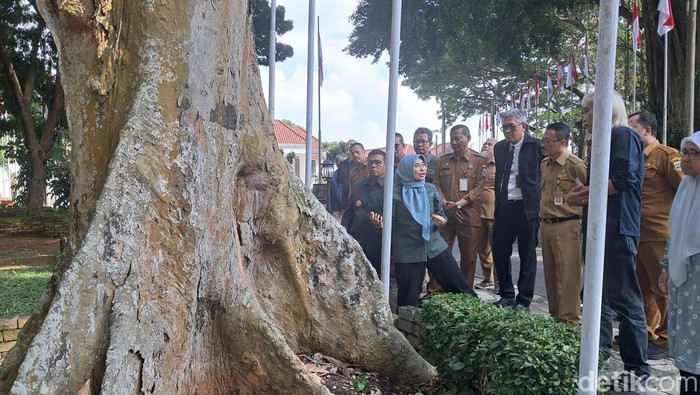 Pohon di Gedung Negara Provinsi Banten Dicek