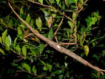 Acrophylla alta, Serangga Terberat yang Pernah Ditemukan di Australia