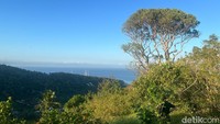 Dengan trekking sekitar 2 km dari Sudamala Resort Senggigi, traveler bisa mendapatkan view menawan dengan pohon ikonik ini, plus sunrise serta bonus kelapa muda yang baru dipetik dari pohonnya. (Femi diah/detikcom)