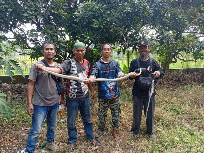 Ular jali dievakuasi relawan Exalos Klaten dari pekarangan rumah warga di Kaliwingko, Delanggu, Klaten, Selasa (5/8/2025).