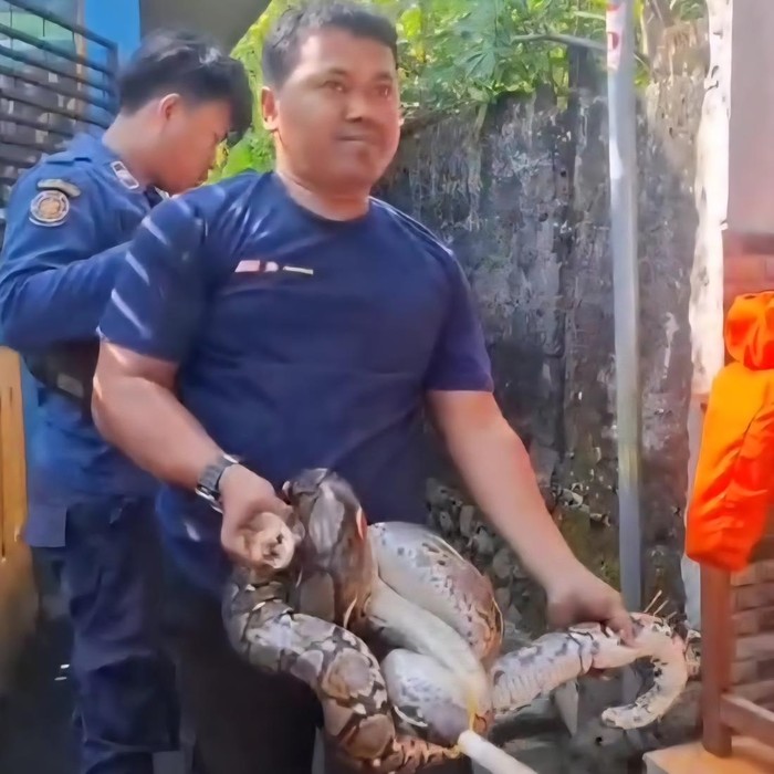 Ular sanca sepanjang 3,5 meter masuk ke gorong-gorong SD Negeri di Kedunghalang, Kota Bogor. Petugas damkar turun tangan mengevakuasi ular. (dok Damkar Bogor)