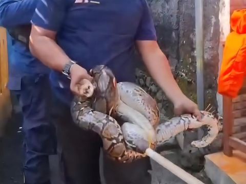 Ular sanca sepanjang 3,5 meter masuk ke gorong-gorong SD Negeri di Kedunghalang, Kota Bogor. Petugas damkar turun tangan mengevakuasi ular. (dok Damkar Bogor)