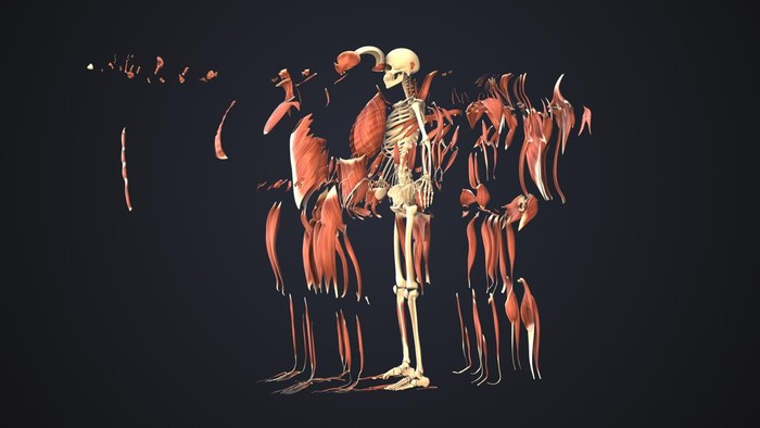 Mengenal Alat Gerak Manusia Tulang dan Otot, Kunci Setiap Gerakan Tubuh