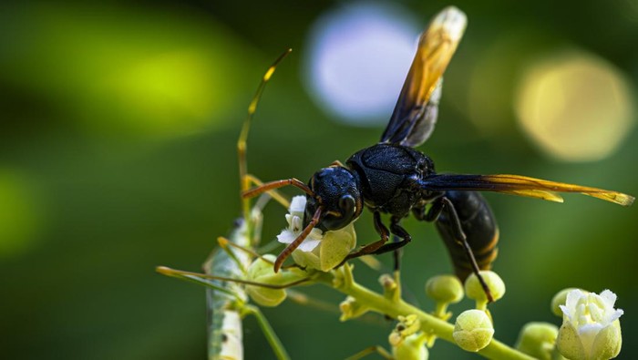 Disengat Tawon? Jangan Panik, Ini Obat-obatan dan Cara Penanganan yang Tepat