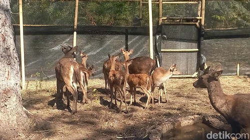 Bali Zoo bersama BKSDA Bali dan Balai Taman Nasional Bali Barat (BTNBB) melepasliarkan 12 rusa Timor (Rusa timorensis) pada Rabu, (6/8/2025). (Made Wijaya Kusuma)