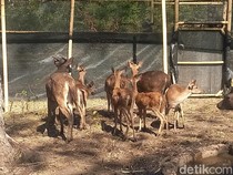 Video 12 Rusa Timor Dilepasliarkan di Taman Nasional Bali Barat