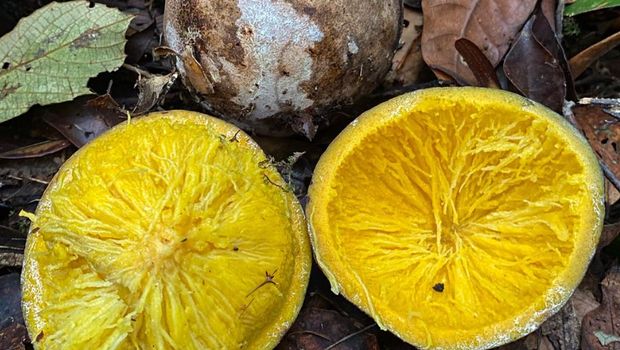Buah bambangan. Foto: laman instagram @btn_tanjungputing