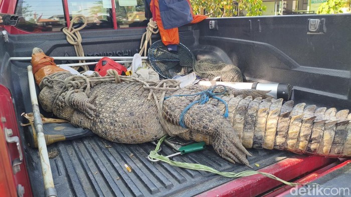 Buaya 3 meter yang berhasil dievakuasi dari kebun tebu warga di Jabon, Sidoarjo.