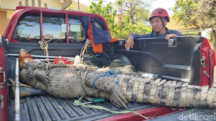 Buaya 3 meter yang berhasil dievakuasi dari kebun tebu warga di Jabon, Sidoarjo.