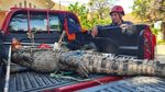 Evakuasi Buaya 3 Meter di Sidoarjo