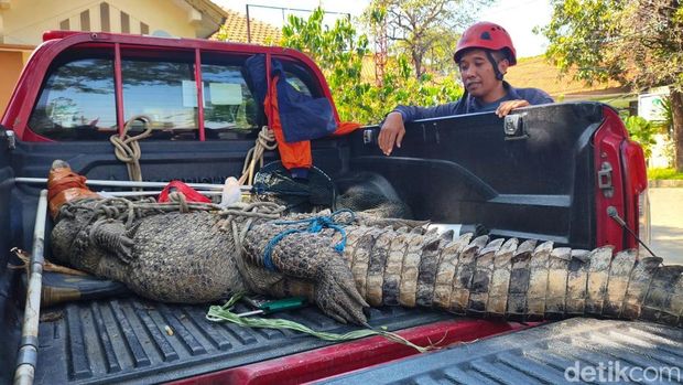 Buaya 3 meter yang berhasil dievakuasi dari kebun tebu warga di Jabon, Sidoarjo.