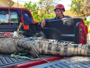 Geger Buaya 3 Meter Keliaran di Kebun Tebu Sidoarjo