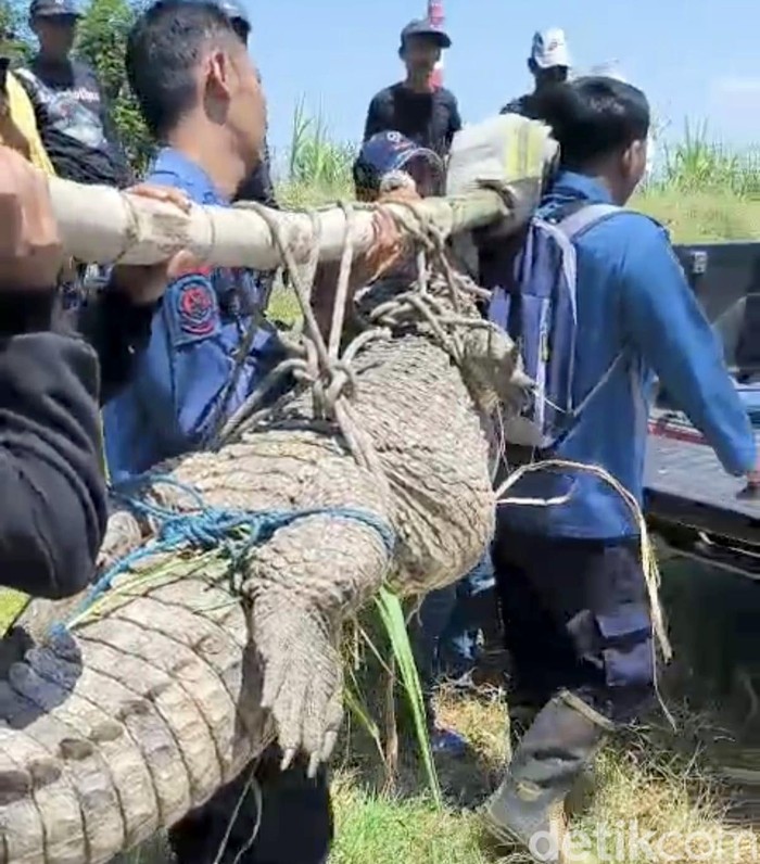 Buaya 3 meter yang berhasil dievakuasi dari kebun tebu warga di Jabon, Sidoarjo.