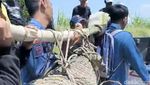 Evakuasi Buaya 3 Meter di Sidoarjo
