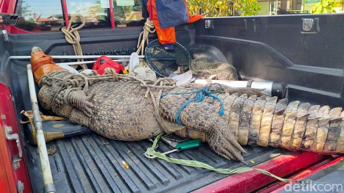 Buaya 3 meter yang berhasil dievakuasi dari kebun tebu warga di Jabon, Sidoarjo.