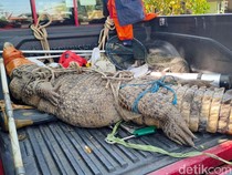 Evakuasi Buaya 3 Meter di Sidoarjo