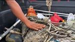 Evakuasi Buaya 3 Meter di Sidoarjo
