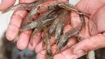 Dihantam Tarif AS, Petambak Udang Mulai Bidik Pasar Tiongkok