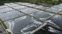 Leonardo awalnya berencana menambah 100 kolam dari total 150 kolam yang sudah dimiliki. Namun rencana ekspansi itu terpaksa ditunda karena pesanan dari AS menurun drastis sejak ancaman tarif muncul pada April lalu. REUTERS/Ajeng Dinar Ulfiana