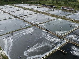 Dihantam Tarif AS, Petambak Udang Mulai Bidik Pasar Tiongkok