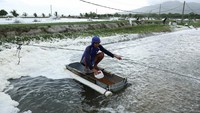 Tarif impor Amerika Serikat terhadap produk udang Indonesia memukul keras industri perikanan tanah air. Salah satunya dirasakan oleh Denny Leonardo, pemilik tambak udang di Pandeglang, Banten. REUTERS/Ajeng Dinar Ulfiana