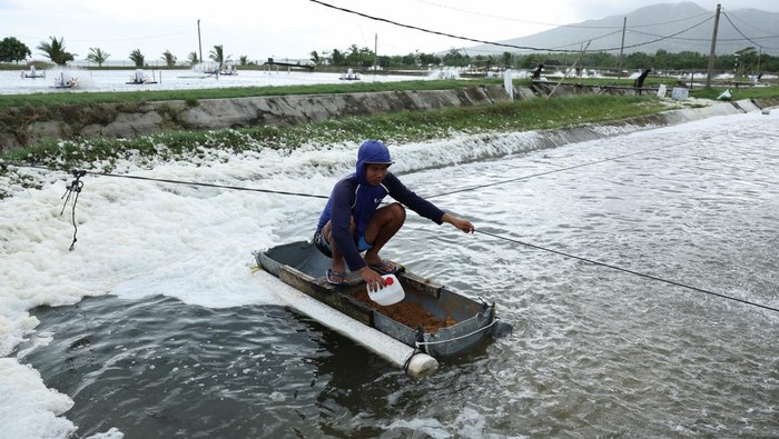 Dihantam Tarif AS, Petambak Udang Mulai Bidik Pasar Tiongkok A drone view shows ponds at Ujung Kulon Sukses Makmur Abadi, a shrimp farm company, in Pandeglang, Banten province, Indonesia July 29, 2025. REUTERS/Ajeng Dinar Ulfiana TPX IMAGES OF THE DAY