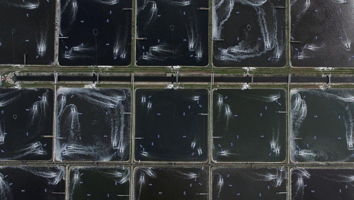 A drone view shows ponds at Ujung Kulon Sukses Makmur Abadi, a shrimp farm company, in Pandeglang, Banten province, Indonesia July 29, 2025. REUTERS/Ajeng Dinar Ulfiana     TPX IMAGES OF THE DAY