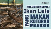 Hukum Konsumsi Ikan Lele yang Makan Kotoran Manusia