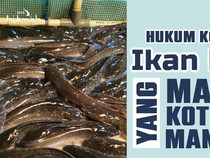 Hukum Konsumsi Ikan Lele yang Makan Kotoran Manusia