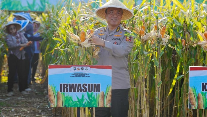 Irwasum Polri Komjen Dedi Prasetyo memimpin Panen Raya Jagung di Malang, Jawa Timur (Jatim), Rabu (6/8/2025).
