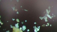 Temuan anak atau bayi biota laut foraminifera di lapisan endapan Kulon Progo mengindikasikan mikroorganisme ini terangkut saat tsunami ke kawasan rawa yang diteliti. Foto: Tim Peneliti Paleotsunami Selatan Jawa BRIN