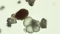 Penampakan foraminifera di lapisan tsunami Kulon Progo. Foto: Tim Peneliti Paleotsunami Selatan Jawa BRIN