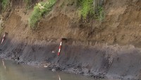 Lapisan endapan tsunami di Pangandaran, Jawa Barat (ditandai alat), dengan warna endapan lebih muda dari tanah di bawahnya dan di atasnya.Lapisan yang bergelombang atau tidak rata mengindikasikan adanya gempa sangat kuat disertai tsunami besar. Penanggalan menunjukkan tsunami terjadi sekitar 400 tahun lalu di lokasi ini. Foto: Tim Peneliti Paleotsunami Selatan Jawa BRIN