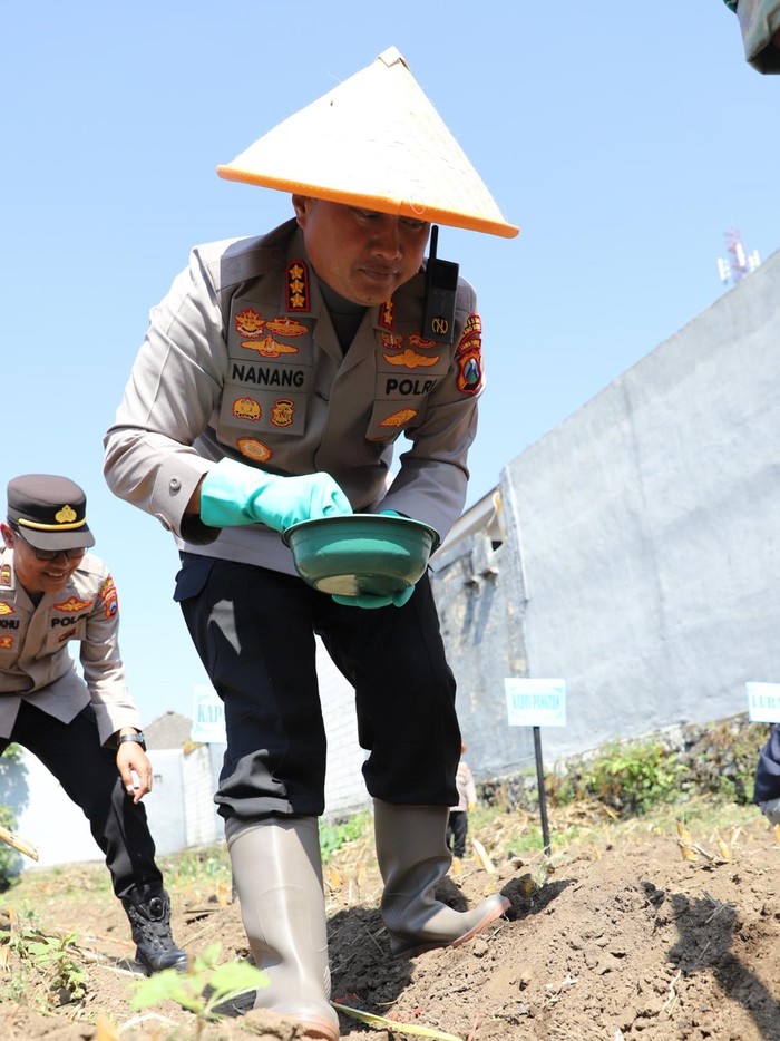 Kapolresta Malang Kota Kombes Nanang tengah menanam jagung