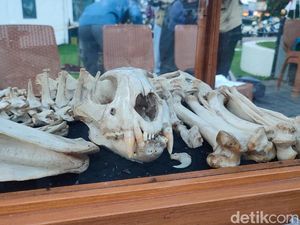 Saat Tulang Dihadirkan di Alun-alun Ciamis